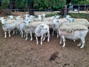 2018 Drop White Dorper Ewes
