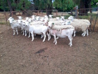 2018 Drop White Dorper Ewes