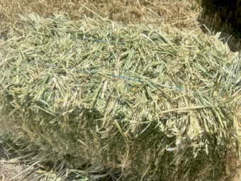 Barley Hay Small Squares Bales
