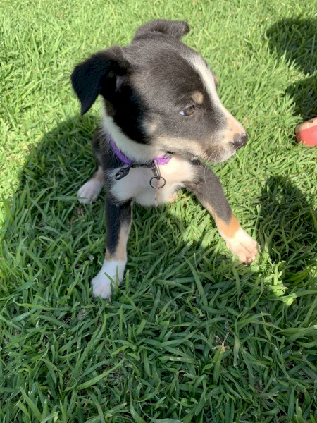 Border Collie puppies