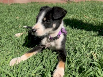 Border Collie puppies
