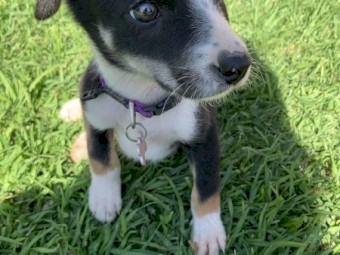 Border Collie puppies