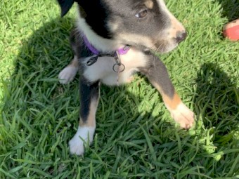 Border Collie puppies
