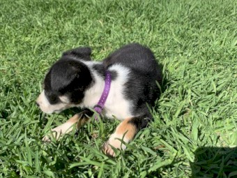 Border Collie puppies