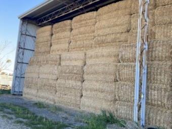 Barley Straw 
