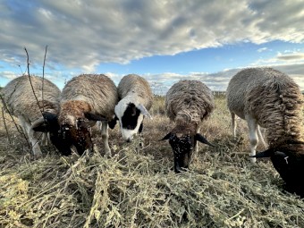Dorper and Cross Sheep x 6
