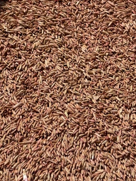 15mt Modern Hay/Grazing Oats