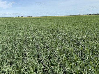 15mt Modern Hay/Grazing Oats