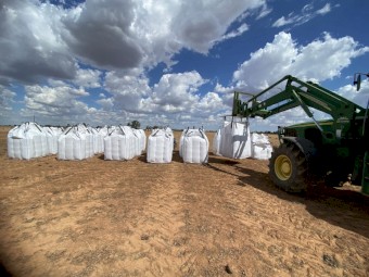 6mt Field Peas