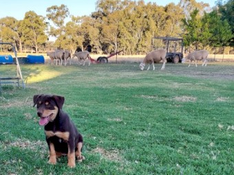 Kelpie pups purebred