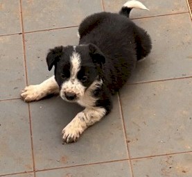 border collie cross puppies male