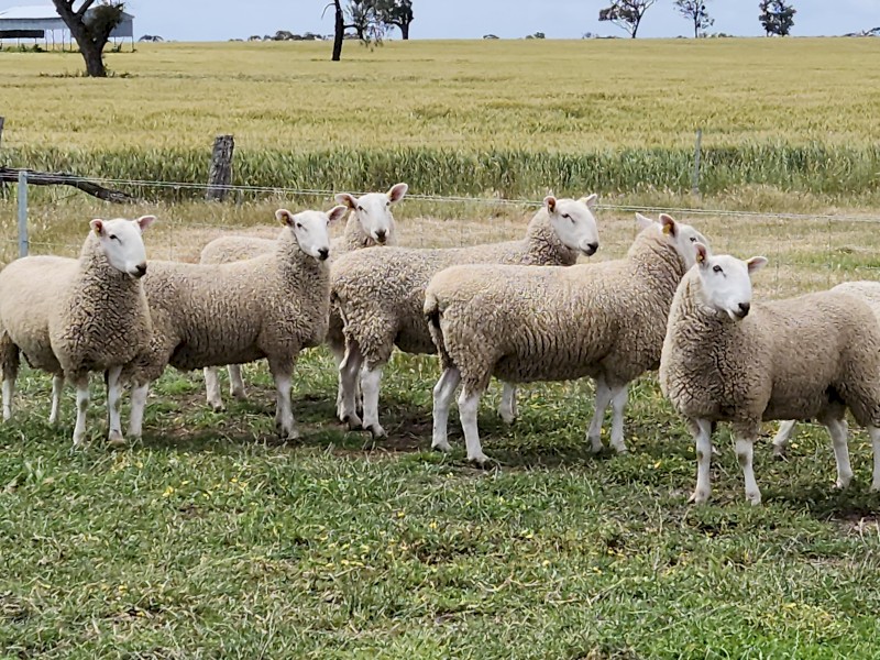 Border Leicester Rams x 22