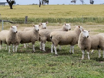 Border Leicester Rams x 22
