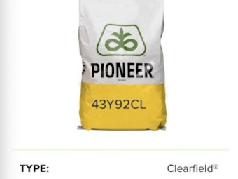 43Y92CL Pioneer Canola Seed 