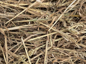 oaten Hay