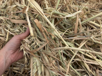 oaten Hay