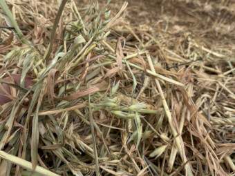 oaten Hay