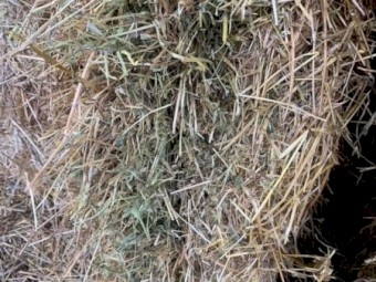 Lucerne and Ryegrass Mix Hay 580kg 8x4x3 Bales