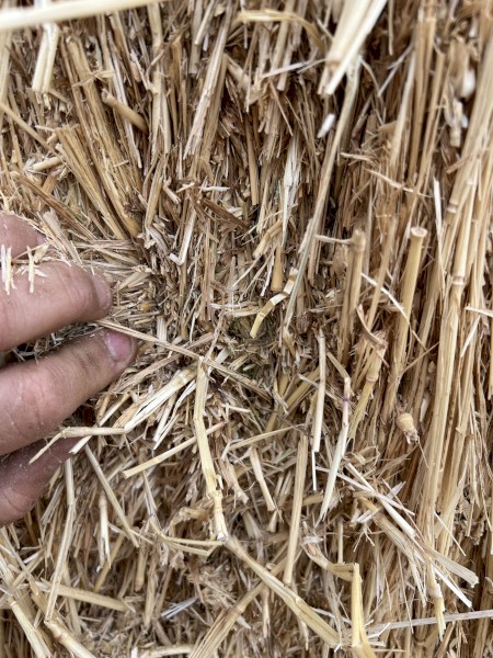 wheaten hay