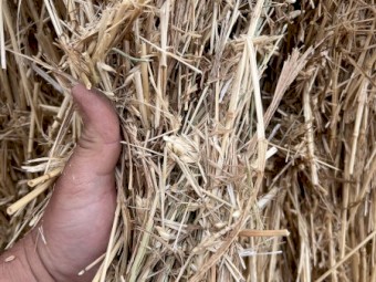 wheaten hay