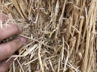 wheaten hay