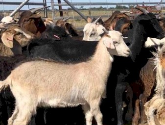 34 Maiden Does Scanned in kid to a Boer Buck