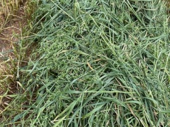 6000 x Oaten Hay Small Square in Bale Baron Packs