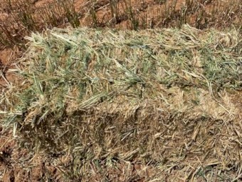 6000 x Oaten Hay Small Square in Bale Baron Packs