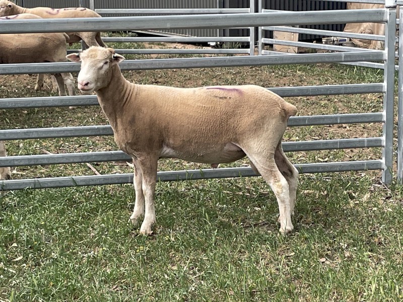 Poll Dorset Rams