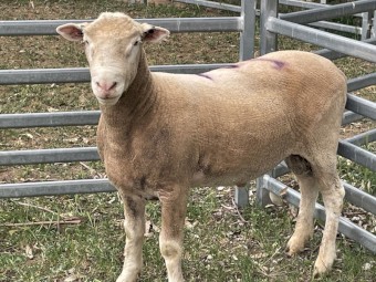 Poll Dorset Rams