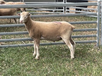 Poll Dorset Rams