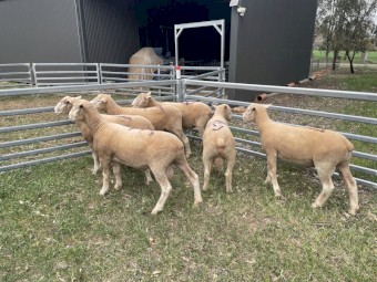Poll Dorset Rams