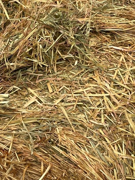 Old Season Oaten Rolls