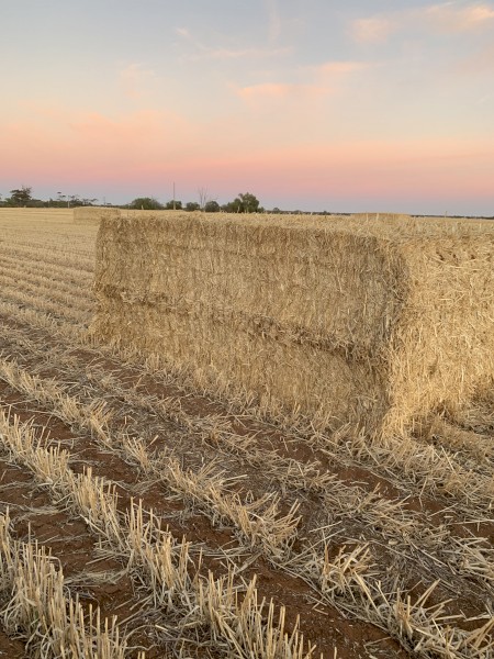 275mt Barley Straw 550kg 8x4x3 Bales