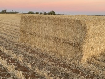 275mt Barley Straw 550kg 8x4x3 Bales