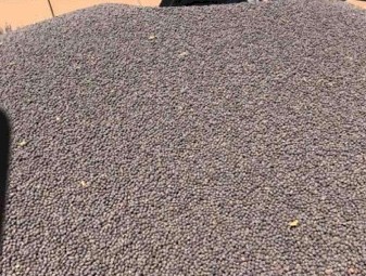 10mt Vetch Seed