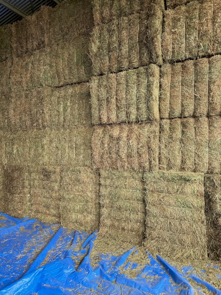 200mt Vetch Hay 8x4x3 Bales