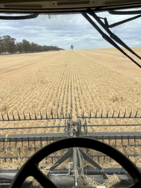 24.3mt BAR1 Barley