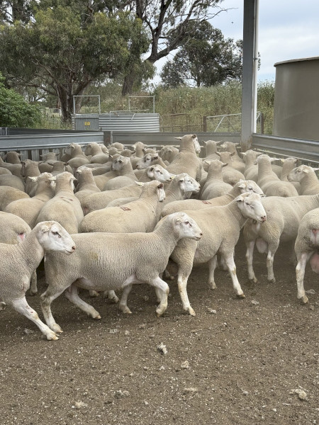 White Suffolk Rams 