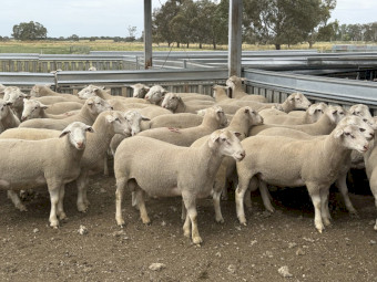 White Suffolk Rams 