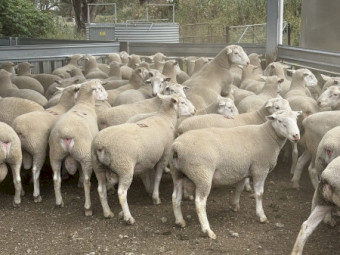 White Suffolk Rams 