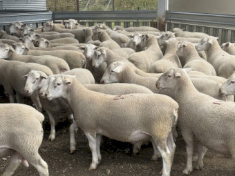 White Suffolk Rams 