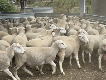 White Suffolk Rams 