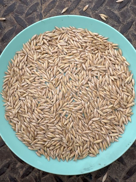 30mt Goldie Oats