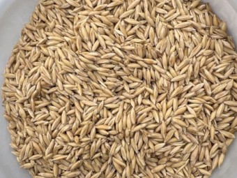 30mt Goldie Oats