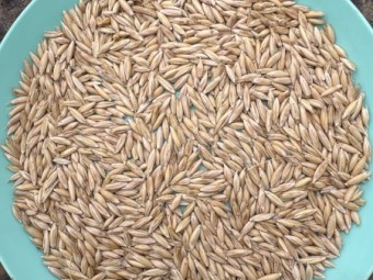 30mt Goldie Oats