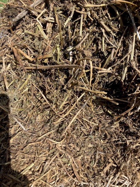 Vetch Hay - 100 rolls
