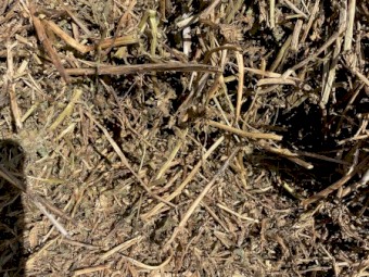 Vetch Hay - 100 rolls