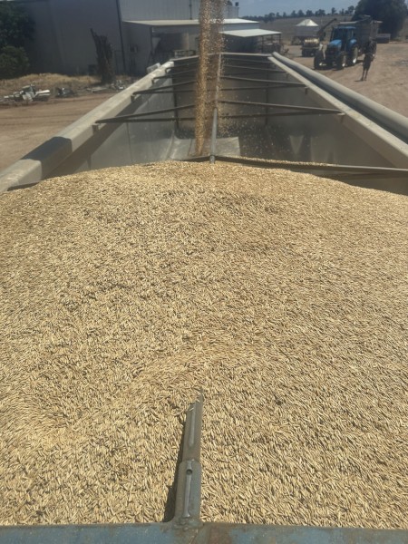 30mt Mulgara Hay Oat Seed