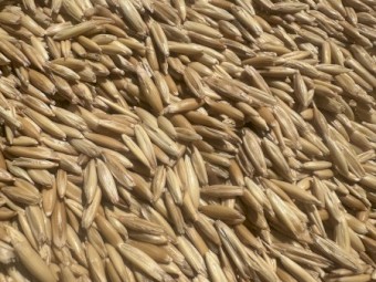 30mt Mulgara Hay Oat Seed